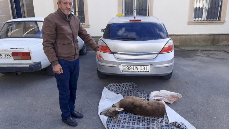    Qanunsuz cüyür ovlayan şəxslər saxlanıldı   