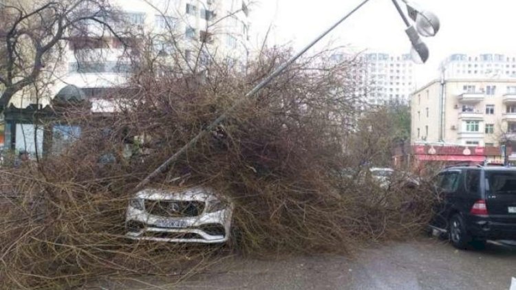    Bakıda ağacın aşdı, avtobusların hərəkət sxemi dəyişdirildi   