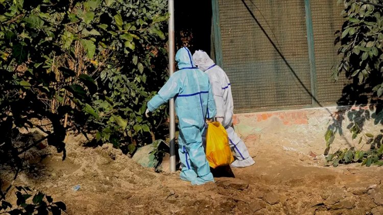    Yaponiyada 10 milyon toyuq qripin badına getdi   
