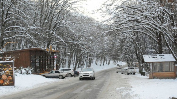    Qarlı Qəçrəş meşəsindən   FOTOREPORTAJ