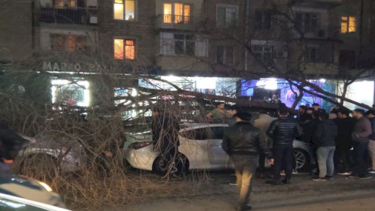    Bakıda ağac avtomobillərin üzərinə aşdı - Video   