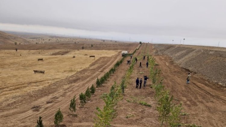    Bu gün 3200 ağac əkilib - FOTOLAR    
