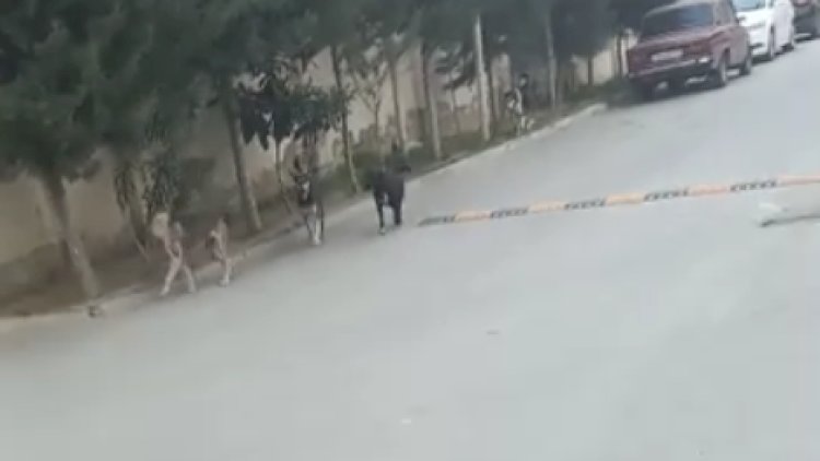    AAAF Park ərazisinə küçə itləri dolub - Video    