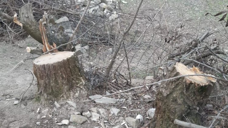    Ağac kəsənlərin işi prokurorluğa göndərildi   