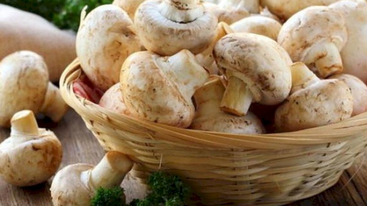    Şamaxıda bir ailə göbələkdən zəhərləndi   