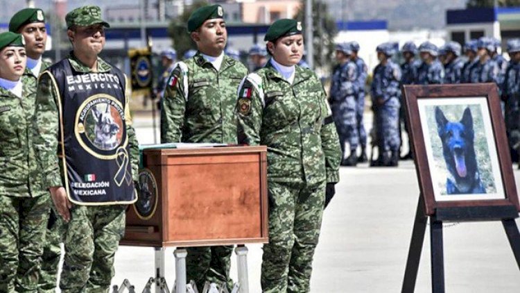    Türkiyədə ölən iti bayraqla basdırdılar   
