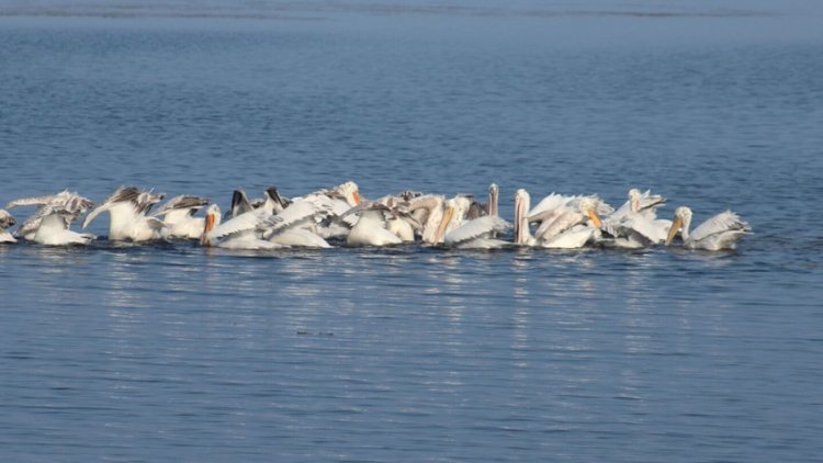    Qızılağac Milli Parkında mühafizə rejimi pozulub    