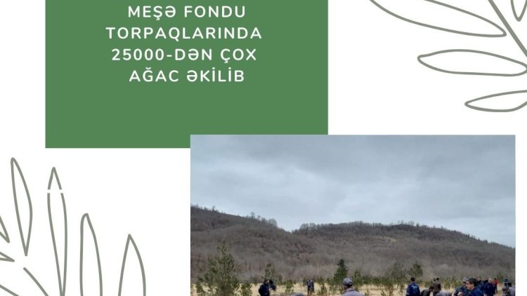    Meşə fondu torpaqlarında 25 000-dən çox ağac əkilib   