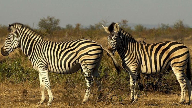    Zebra sahibini dişlədi, güllələndi   