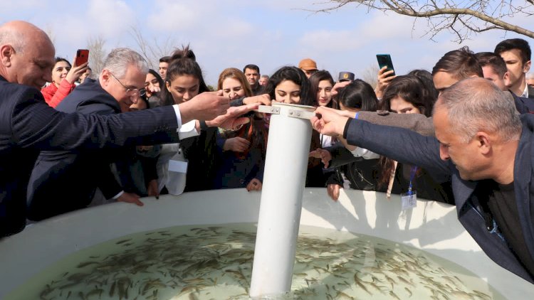    Kiçik Qızılağac körfəzinə balıq körpələri buraxılıb   