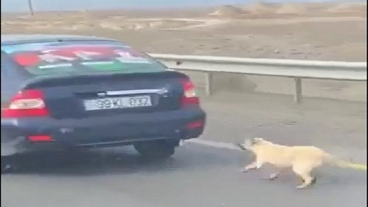    İnsanlığa sığmayan vəhşilik - İti maşının arxasına bağlayıb sürüdülər   - Video