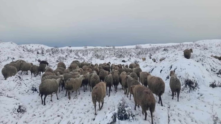    Xocalı polisi mal-qara oğrularını tutdu   