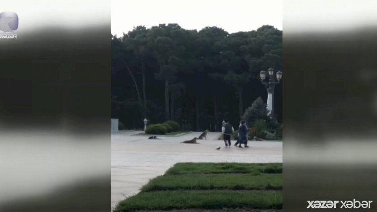    Şəhərin ən böyük parklarından biri sahibsiz itlərlə doludur   