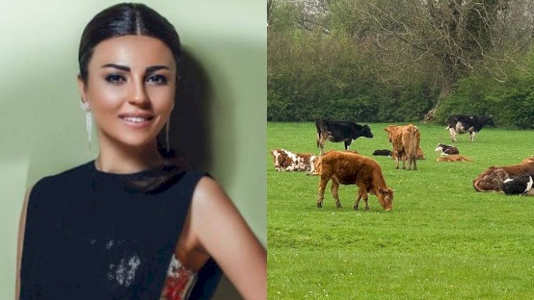    Gülayın mal-qara biznesi batdı   