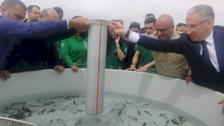    Xaçınçay su anbarına balıq körpələri buraxıldı - FOTOLAR   