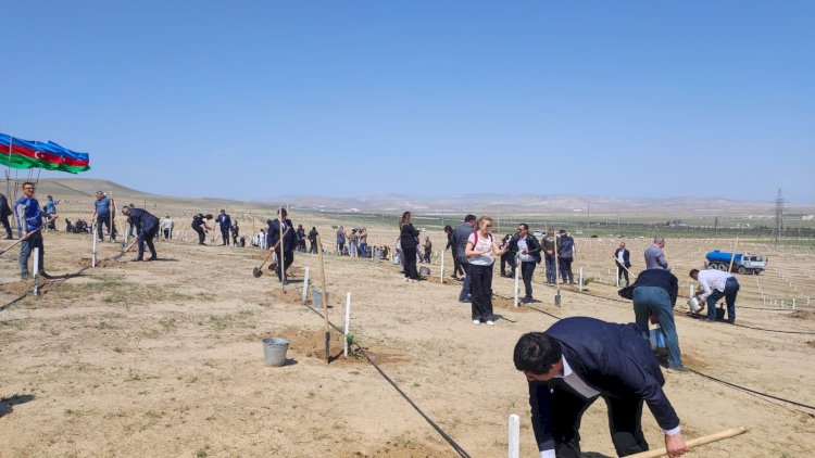    Ağacəkmə aksiyasına media nümayəndələri də qoşuldu   