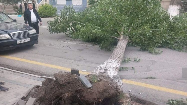    Salyanda güclü külək ağacları aşırdı - Fotolar   