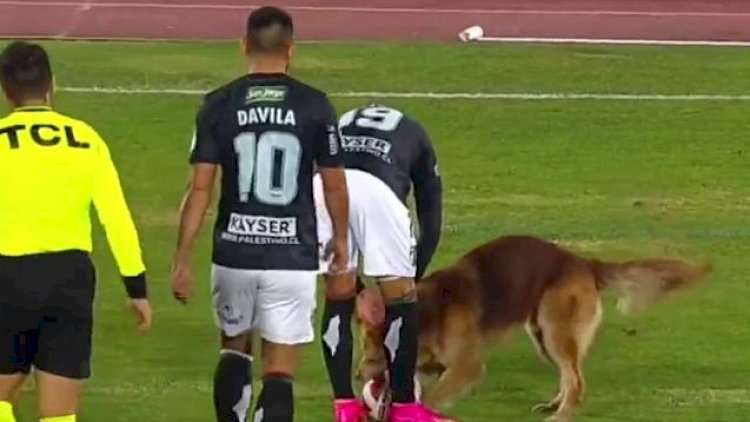    İt meydana çıxdı, topu futbolçulardan aldı    - Fotolar