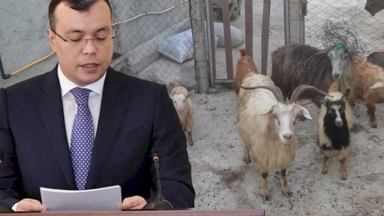    Nazirin əmri ilə verilən keçilər öldü: Məşğulluq Mərkəzi heyvanları tələb edir   