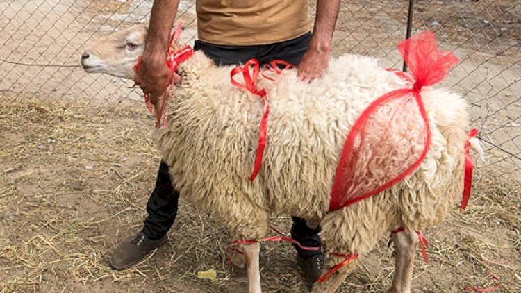    Qurban kəsənlər bunlara əməl etməlidir - Vacib məsləhətlər   