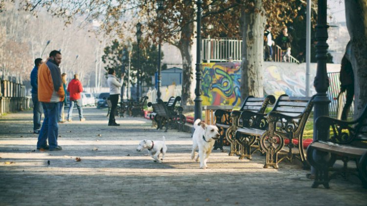    Qonşu ölkədə təhlükəli virusa yoluxma halları artır   