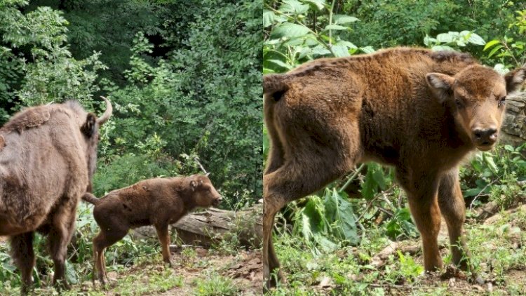    Şahdağ Milli Parkında üç zubr balası dünyaya gəlib    