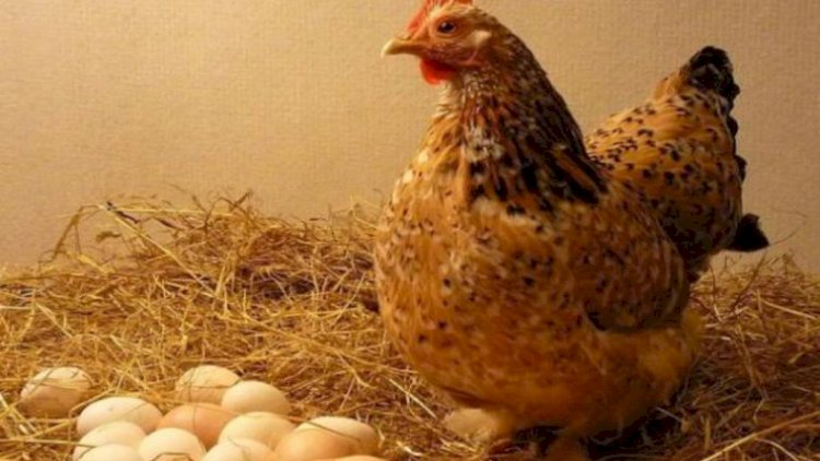    Toyuq, yoxsa yumurta birinci yaranıb? - Bu sualın cavabı tapıldı   