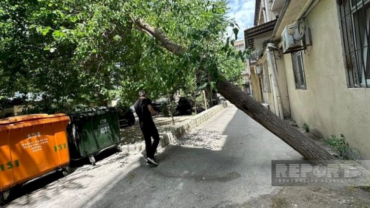    Bakıda qəzalı vəziyyətə düşən ağac sakinlər üçün təhlükəyə çevrildi - Fotolar   