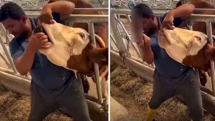    Qurbanlıq heyvana spirtli içki verdi - Biabırçı görüntülər    