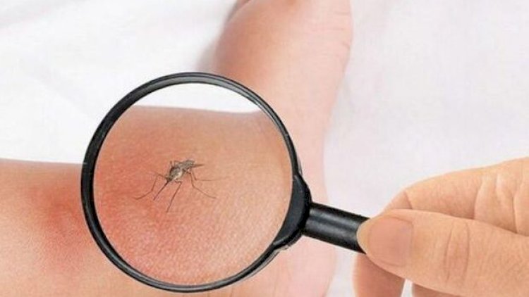    Ağcaqanad əleyhinə dərmanların fəsadları...   