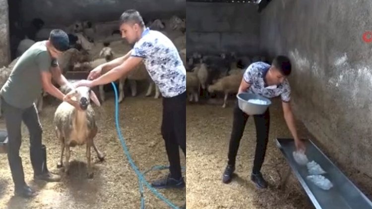    Temperatur 52 dərəcəyə çatdı, çobanlar görün nəyə əl atdılar   - Fotolar