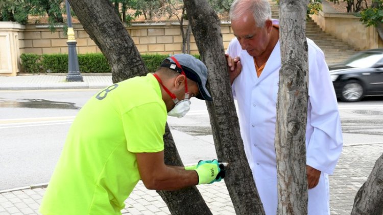    Paytaxtda zeytun ağaclarının müalicəsinə başlanıldı    - Fotolar