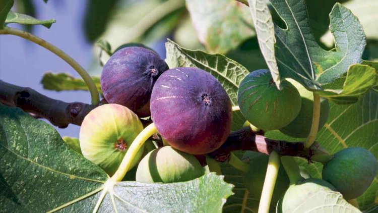    Şəkidə ağacdan əncir yığan qadını “tok” vuraraq öldürdü    