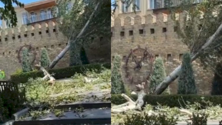    Qala divarlarında külək ağacı aşırdı - Video   