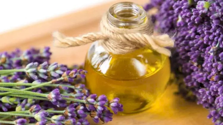    Ağcaqanaddan qorunmanın təbii üsulu - Lavanda   