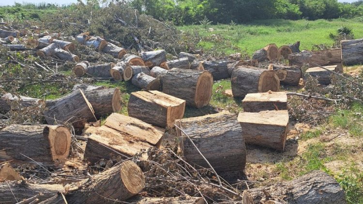    Zərdabda ağacları kəsən şəxslər saxlanıldı   