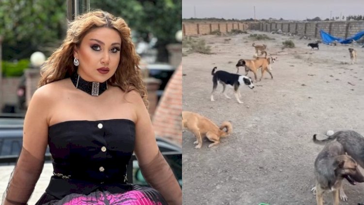    Damla it sürüsü ilə bir arada: “Xoş gördük, necəsiniz?“ - VİDEO   