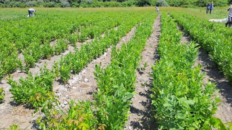    203 ha meşə fondu ərazisi əkin üçün hazır vəziyyətə gətirilib    