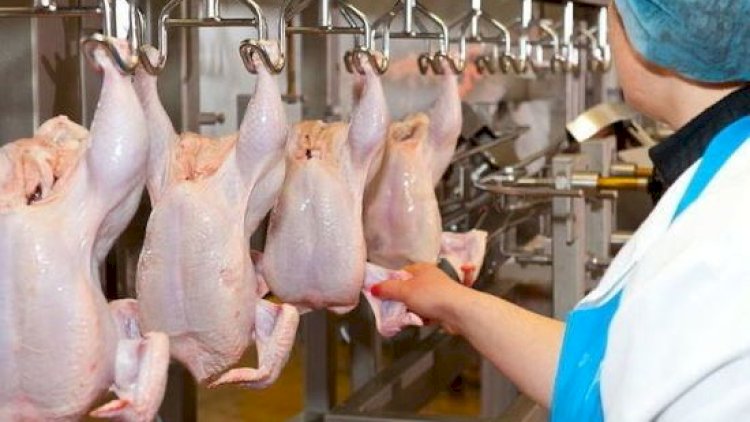    Çin Rusiyadan quş əti idxalına qadağa qoydu    