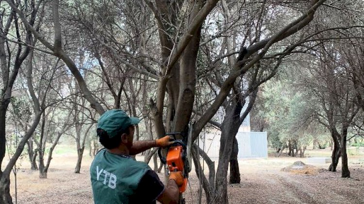    Bakıdakı zeytun ağaclarında naməlum xəstəlik aşkarlanıb   