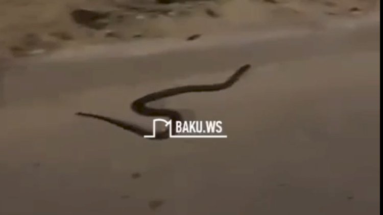    Bakıda daha bir küçədə ilan peyda olub - ANBAAN VİDEO   