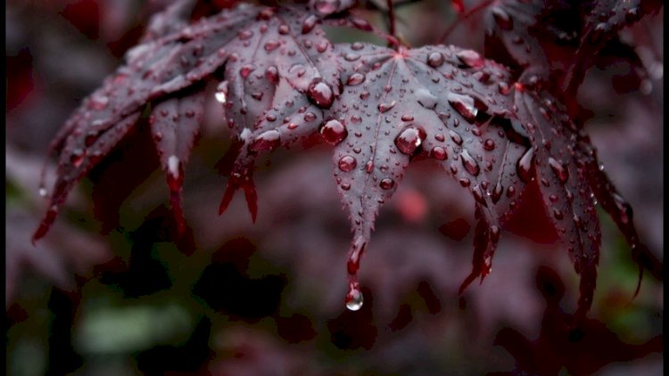    Sabahın HAVASI: Yağış yağacaq   