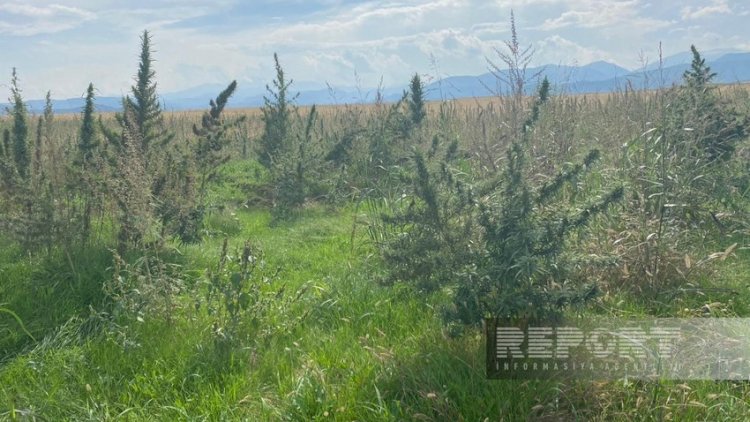    Xocalıda narkotik plantasiyası aşkarlandı   