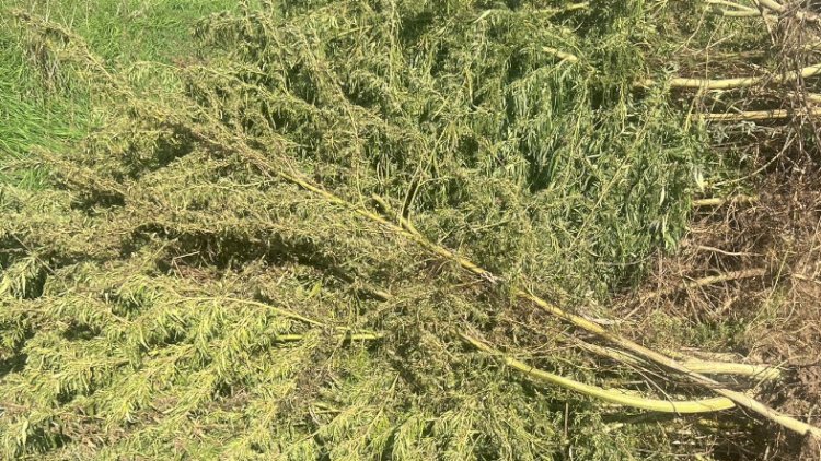    Ağdamda 10 hektar narkotik plantasiyası aşkarlandı - FOTO   