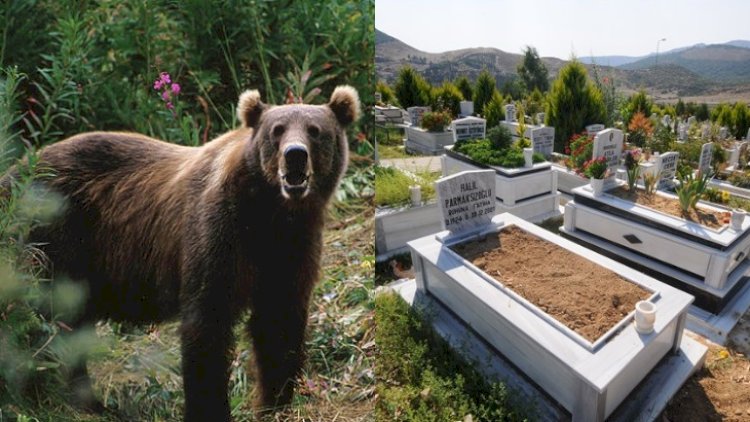    Goreşən ayı qəbiristanlıqda aləmi qatdı   