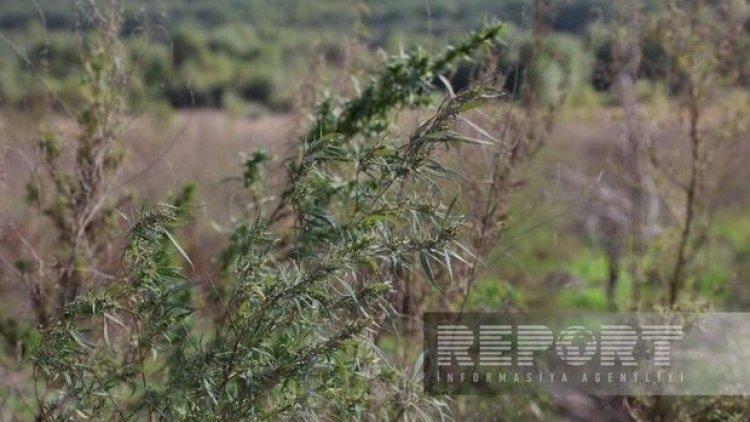    Xocalıda daha bir narkotik plantasiyası aşkarlandı   