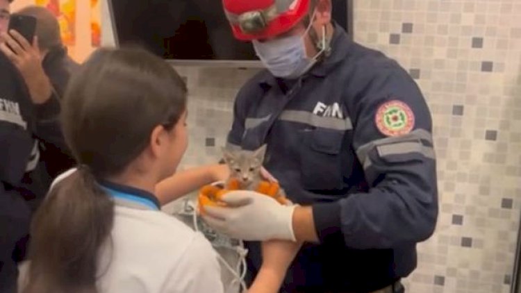    Bakıda binanın havalandırma şaxtasına düşən pişiyin xilas edilmə anı - Video   