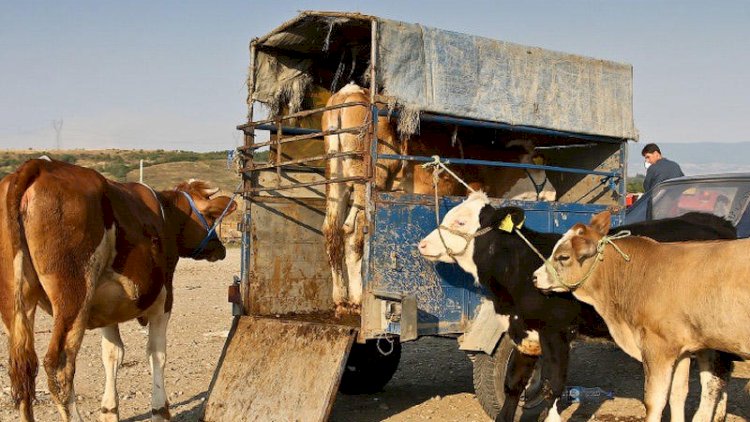    Bahalaşmanın yeni dalğası gəlir: Qışda ət 20 manat olacaq   