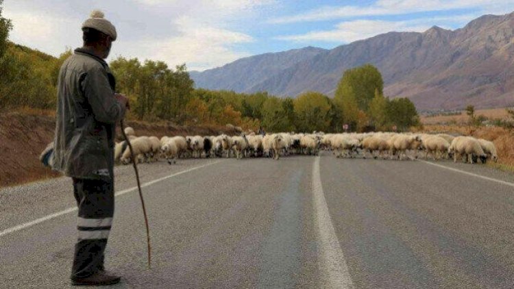    Çoban cinsi əlaqədə olmaq istəməyən arvadını yerə yıxıb... - Təfərrüat    