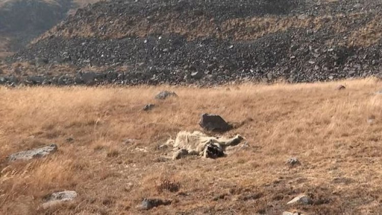    Qarabağda qırmızı kitaba düşən heyvanlar mina qurbanı olur - Video   